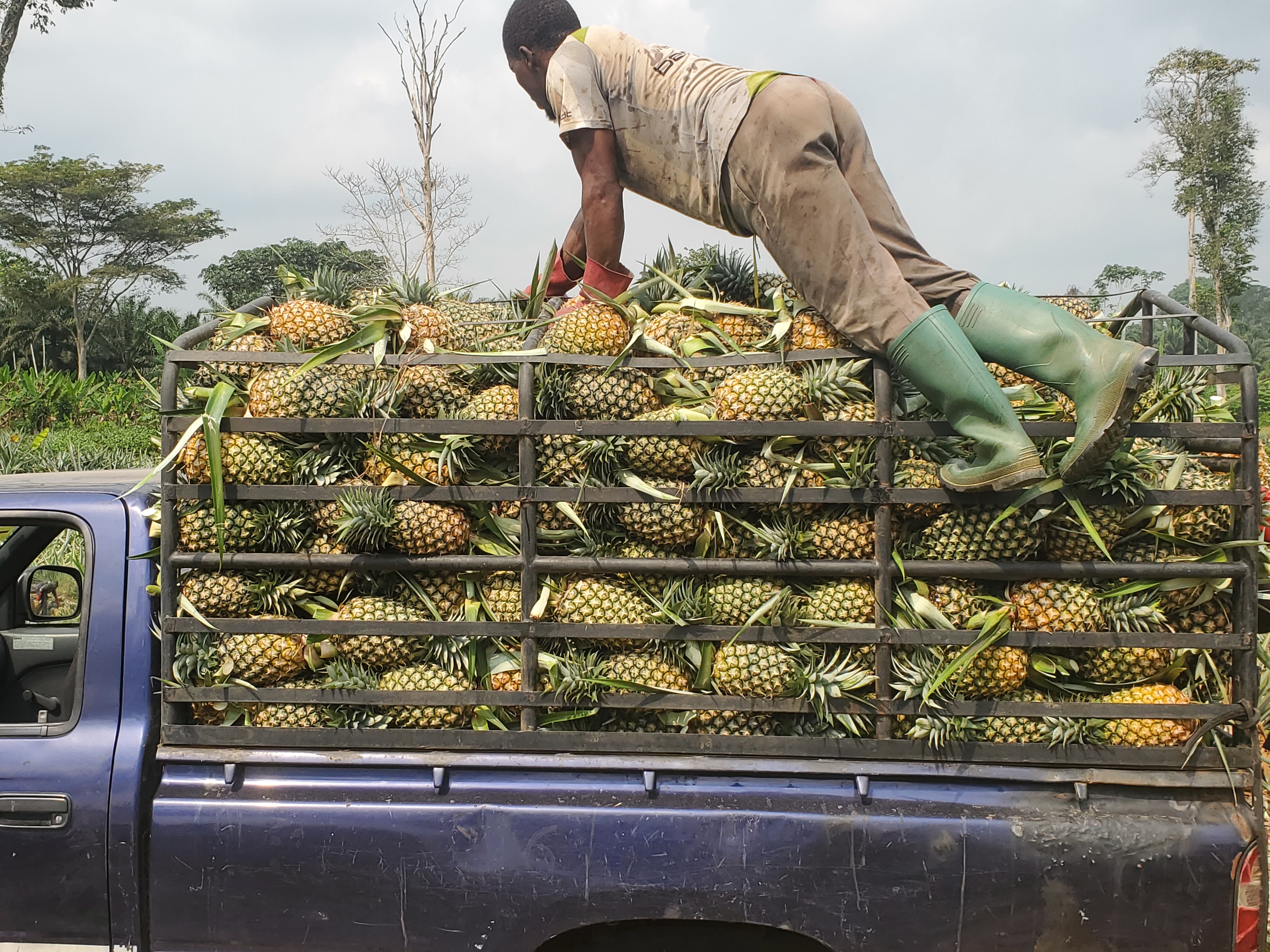 Approvisionnement des cantines scolaires